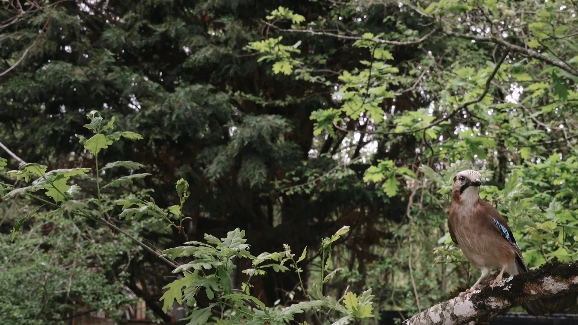 Des poussières d'étoiles