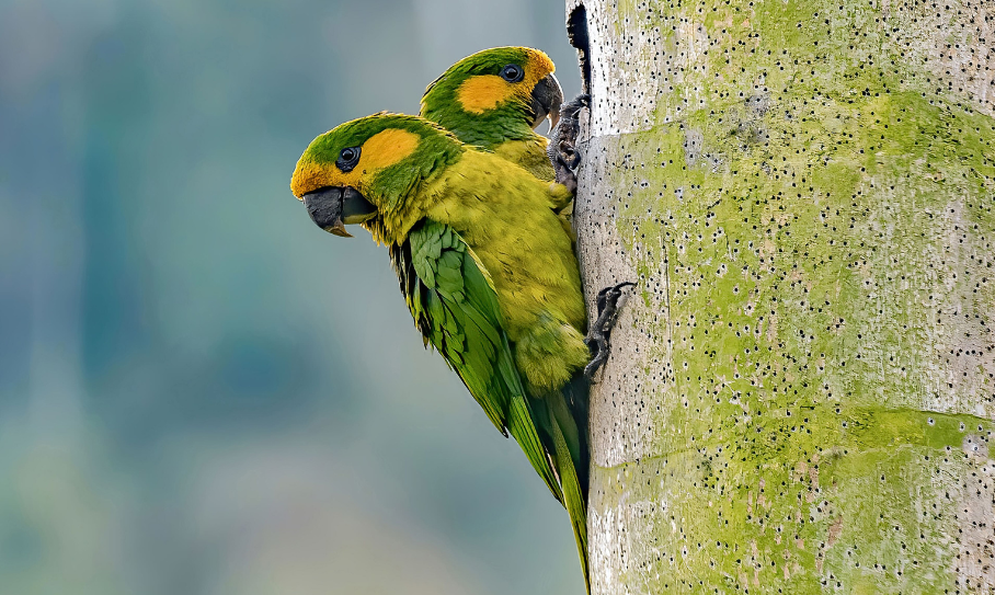 Gardiens des oiseaux