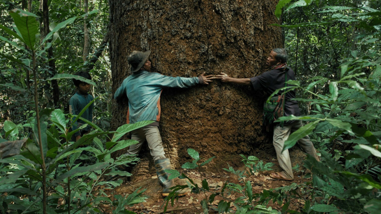 Nous sommes les fruits de la forêt